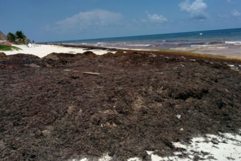 Clausura Profepa Predio En Tulum, Quintana Roo - 24 Horas