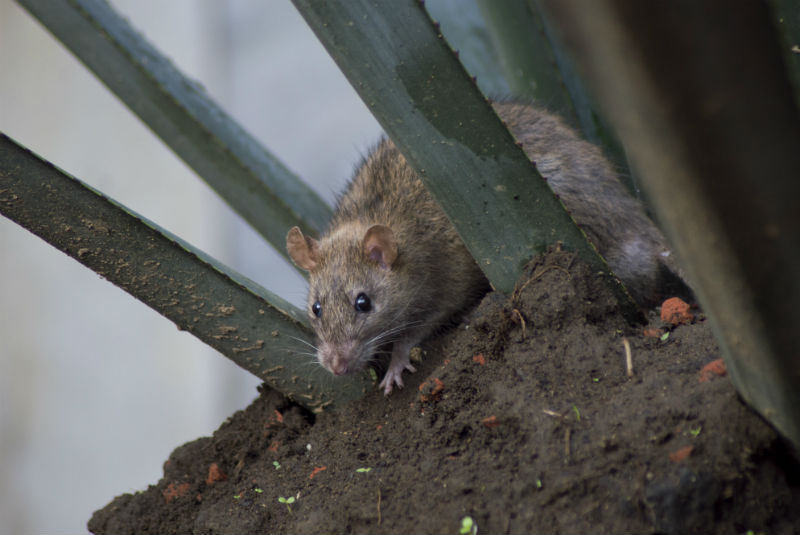 Hallan Heces De Raton En Casa Del Paciente Cero De Extrano Virus Que Tiene En Alerta A Bolivia 24 Horas