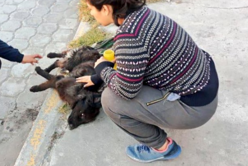 Resultado de imagen para mueren animales envenenados en ecuador