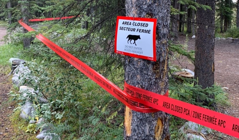 Lobo ataca a familia que acampaba en Canadá, trató de llevarse a una  persona (+fotos) - 24 Horas