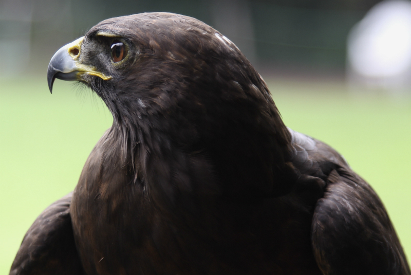Club América presenta proyecto a favor de la conservación y reproducción del  Águila Real - 24 Horas
