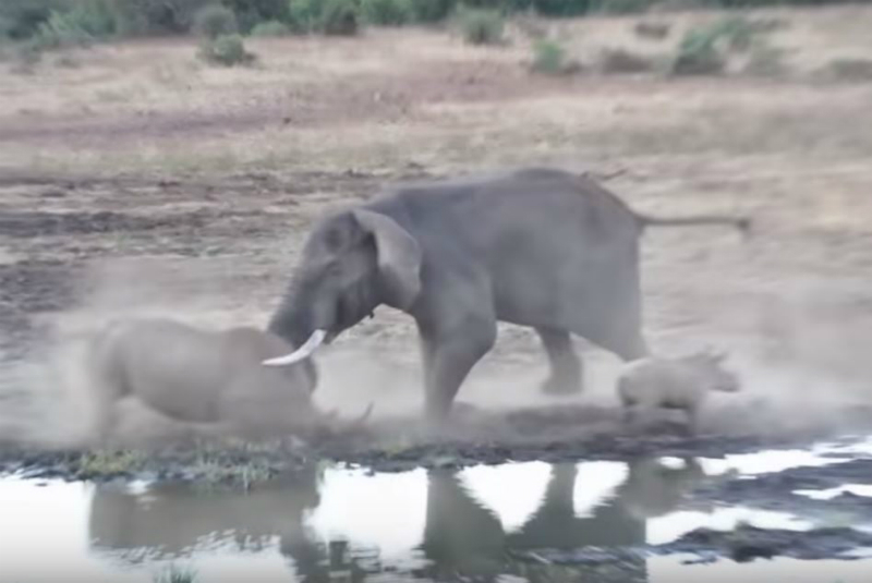 Captan pelea entre elefante y rinoceronte: el ganador es... (+video) - 24  Horas