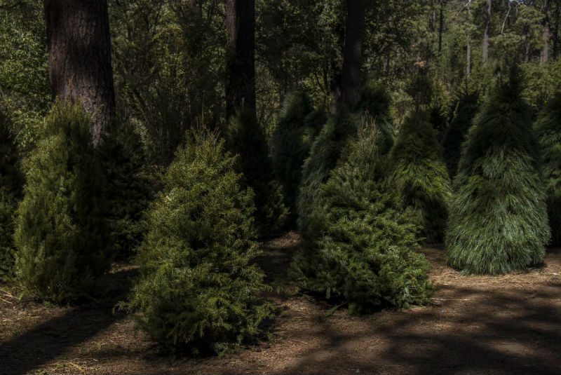 Plantaciones de árboles de Navidad autorizadas evitan la tala ilegal - 24  Horas