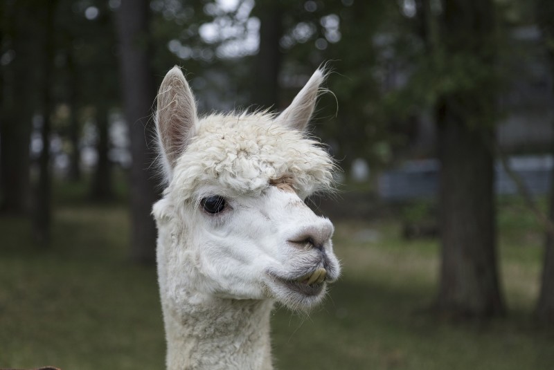 Llama que podría ser clave en el tratamiento contra el Covid-19