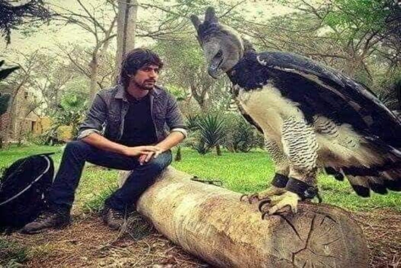 Esta es el águila arpía, un ave con tamaño casi humano (+fotos) - 24 Horas