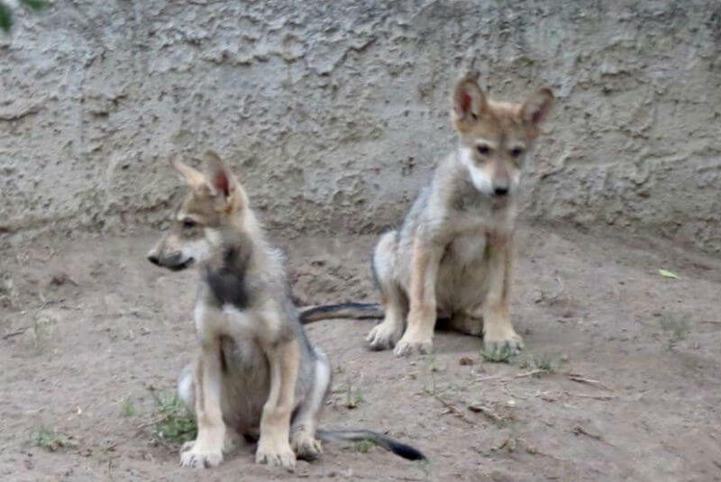 Buscan nombres para cachorros de lobos mexicanos nacidos en el Zoológico de  San Juan de Aragón - 24 Horas