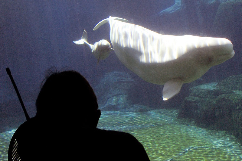 beluga-ballena-blanca-cría