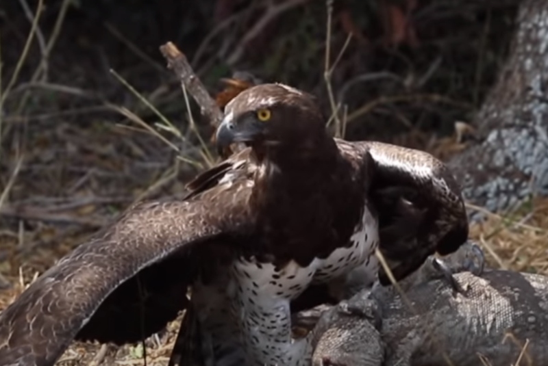 Captan pelea a muerte entre lagarto varano y un águila; (+video) - 24 Horas