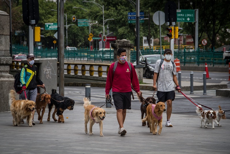 ley-de-proteccion-de-animales-cdmx