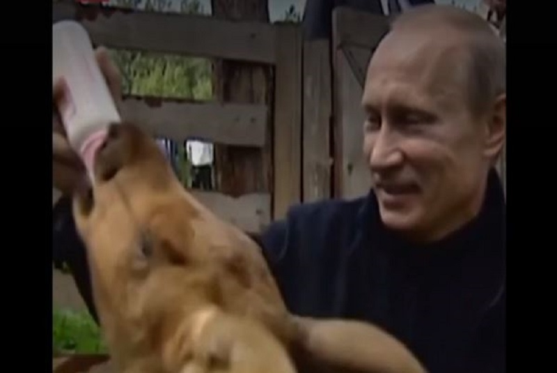 valdimir-putin-video-dando-de-comer-a-alces-bebés