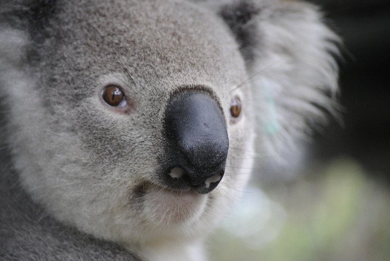 Enojado y con mala cara as recibi un koala veterano a uno joven