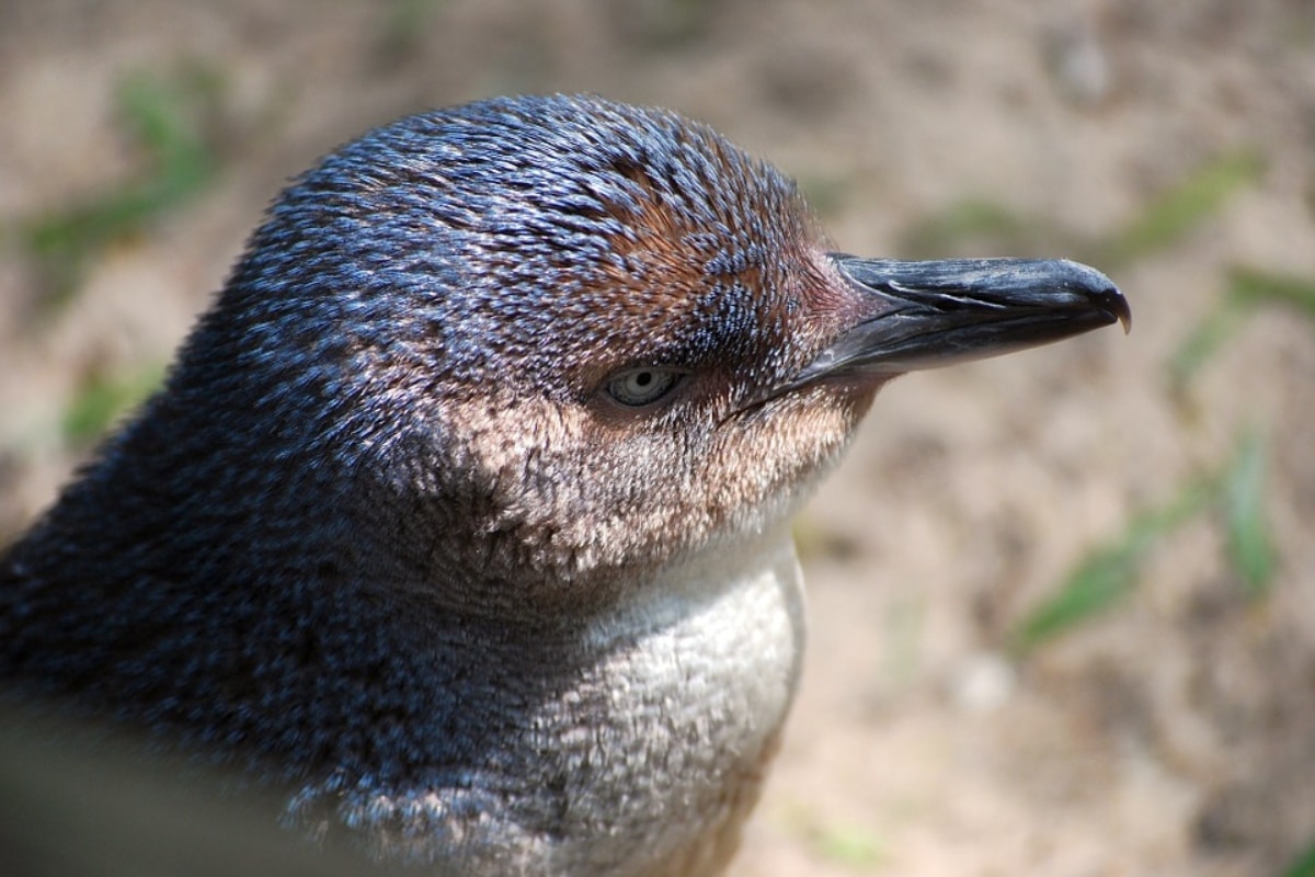 Pingüinos