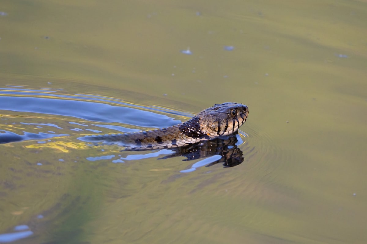 En un video que fue subido a Instagram, se puede apreciar el momento en que una serpiente marrón oriental se desplaza por el agua de una playa de Australia