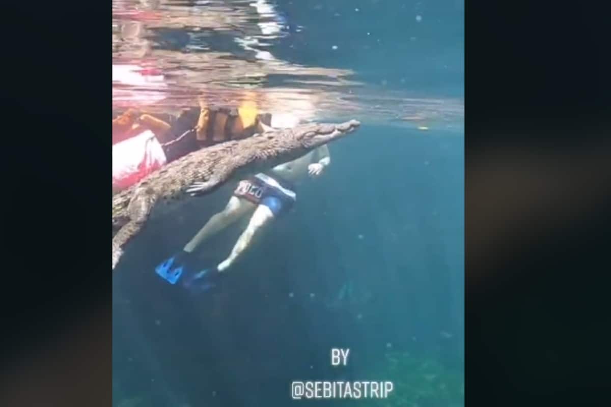 Cocodrilo sorprende a turistas mientras nadaban en un cenote de Tulum  (+video) - 24 Horas