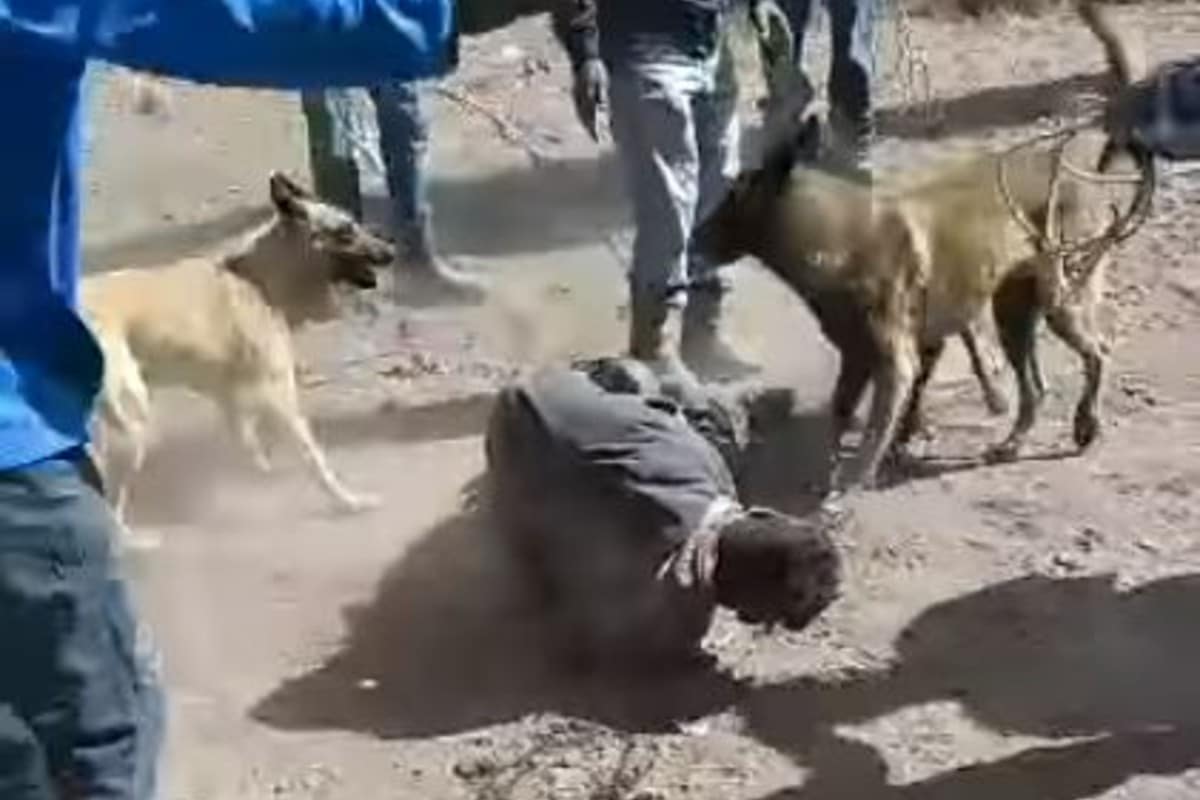 Detienen A Presunto Ladrón En Querétaro Lo Golpean Y Le Sueltan A Los Perros Video 24 Horas 0737