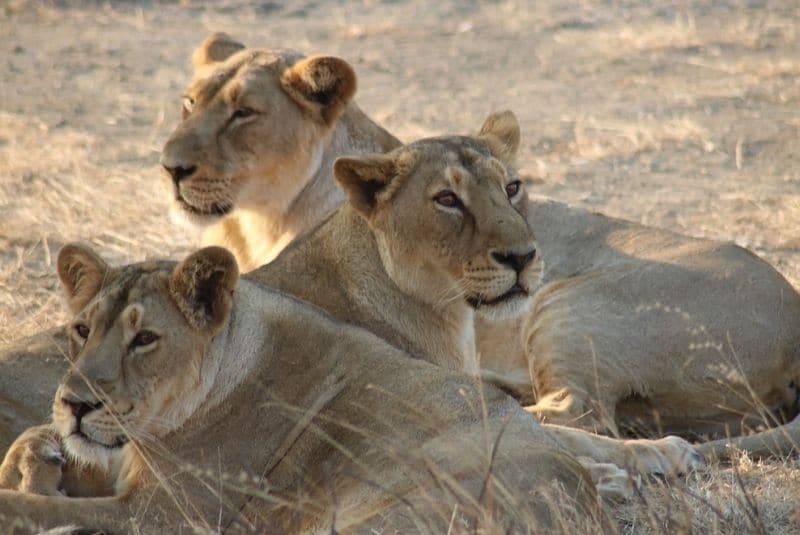 La enfermedad de Carré amenaza a las últimas manadas de leones asiáticos -  24 Horas