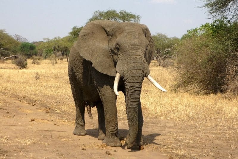 Zoológico de Islamabad desea renovarse tras la partida del elefante solitario Kaavan