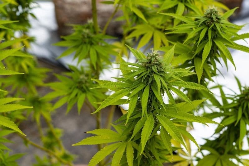 El cambio climático y la pandemia dejan a Jamaica sin marihuana