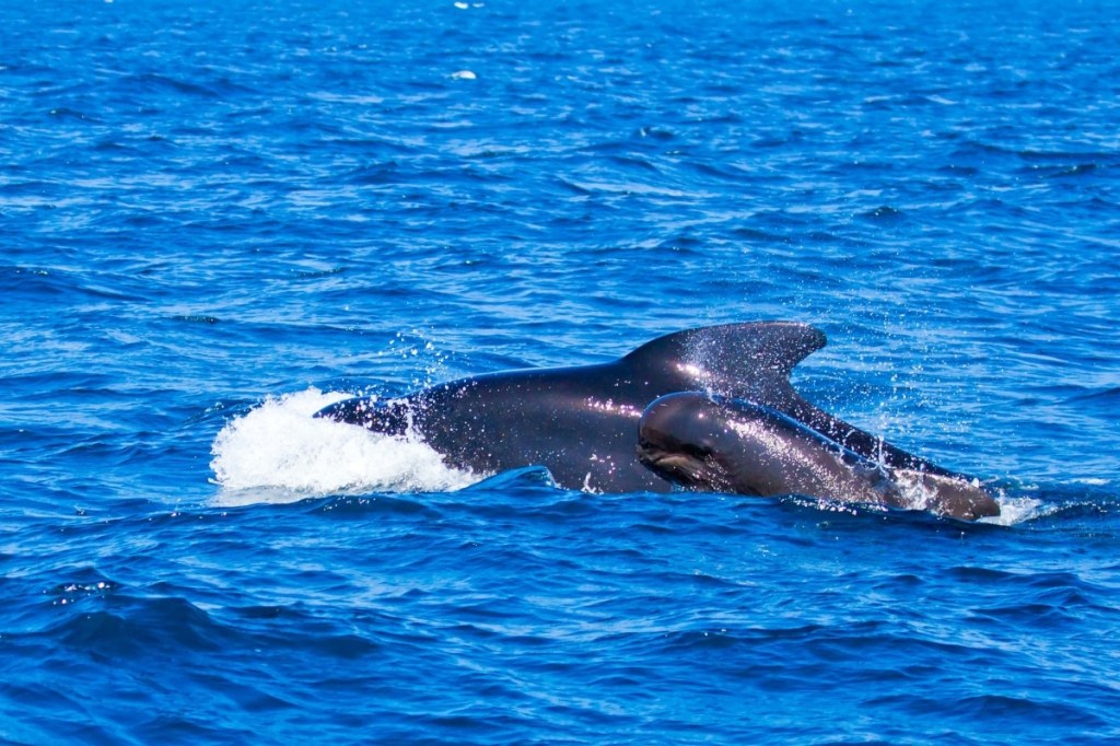 Regularmente en las bahías de Huatulco y Puerto Escondido es donde se pueden observar ballenas, delfines, tortugas, orcas, mantarrayas e incluso tiburones