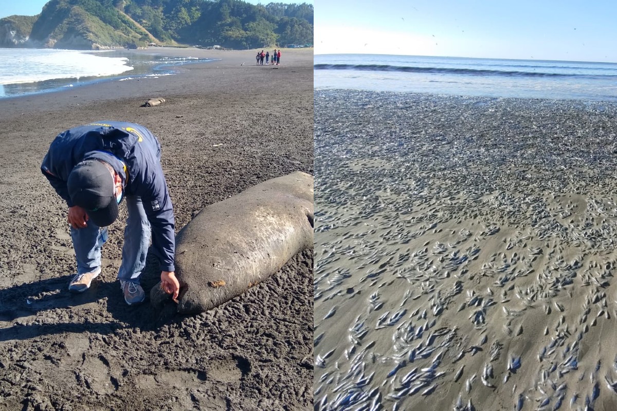 Miles De Peces Aparecen Muertos En Una Playa De Chile (+fotos) - 24 Horas