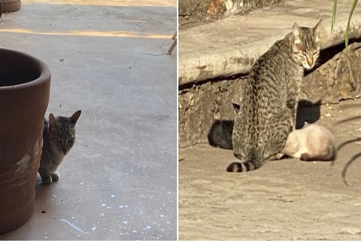 Fernández Noroña busca a sus gatos