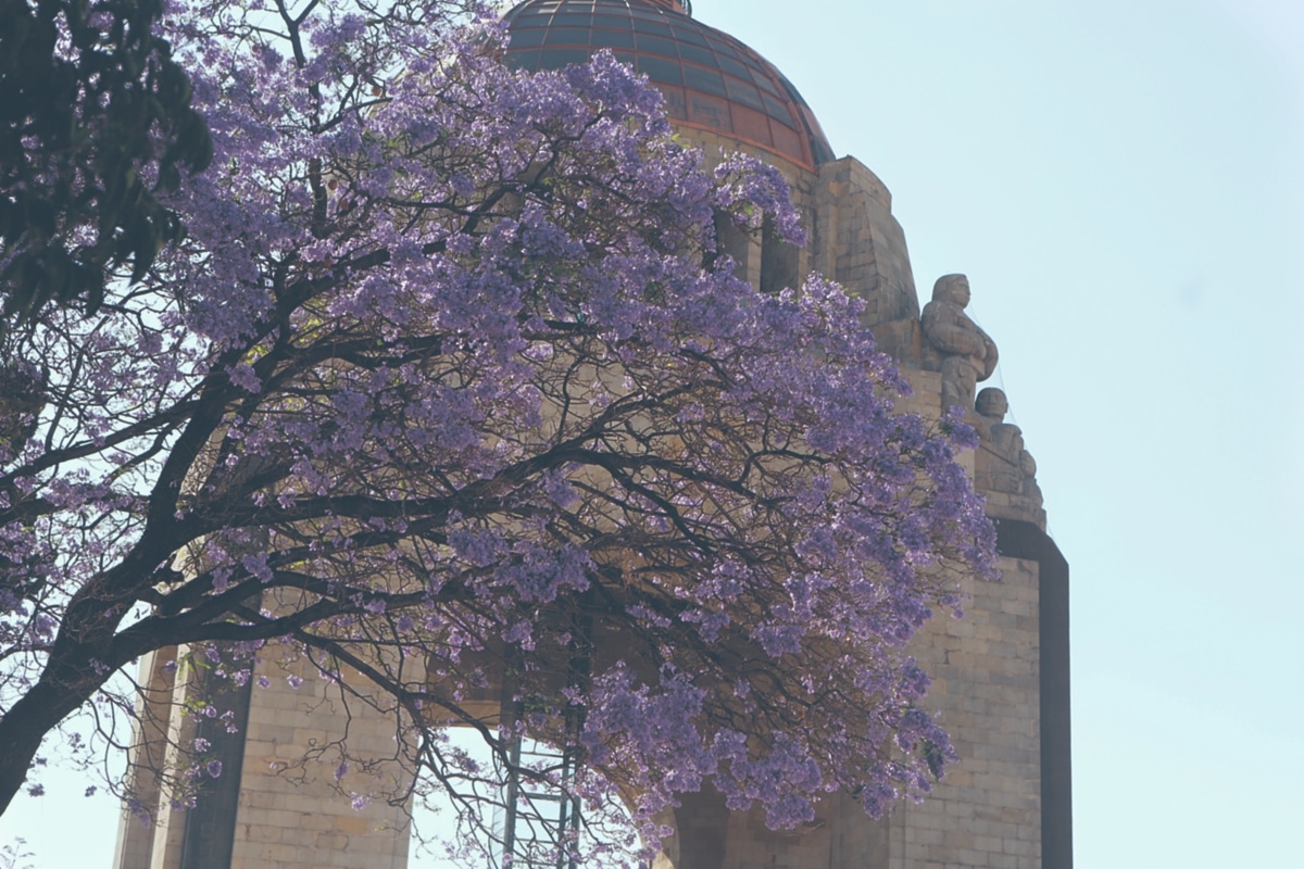 Jacarandas llegan para pintar de púrpura a la Ciudad de México - 24 Horas