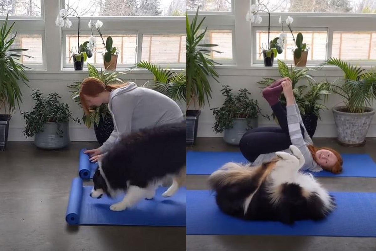 Perrito Yoga