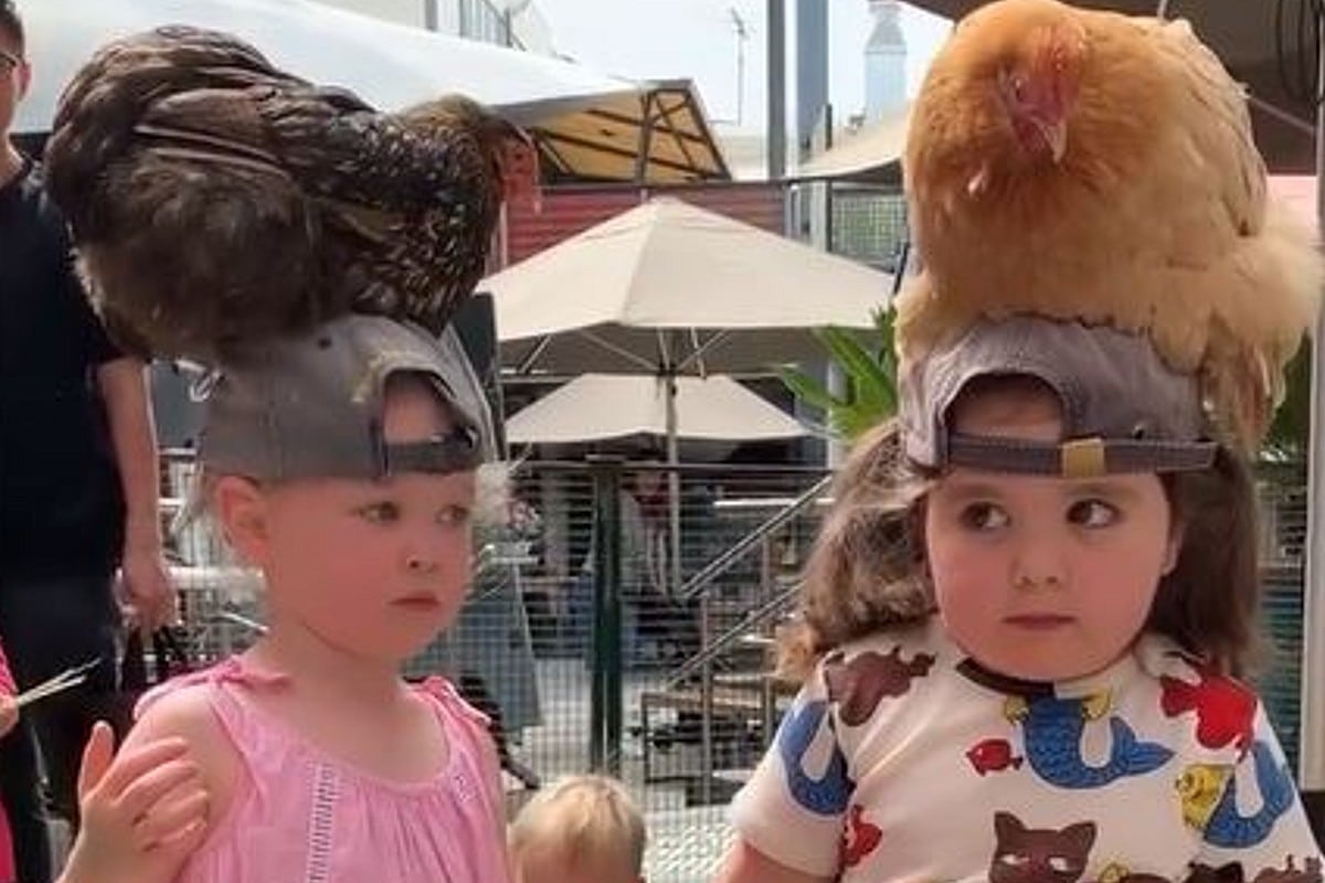 niña y su tierna afición de equilibrar gallinas en la cabeza