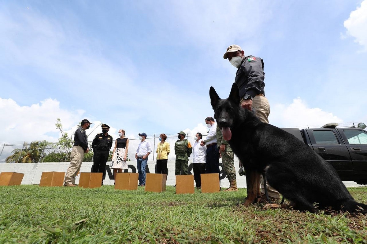 Perros detectores de Covid-19