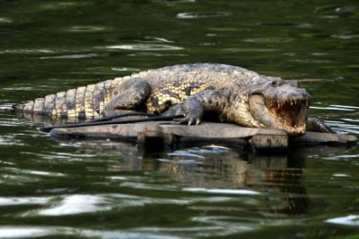 Mujer es atacada y ahogada por un cocodrilo en la Laguna del Carpintero,  Tamaulipas - 24 Horas