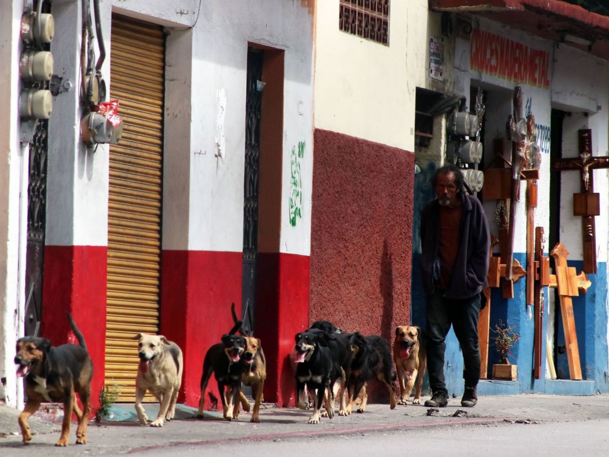 Adulto mayor con enfermedad terminal se quita la vida y la de sus 13 perros