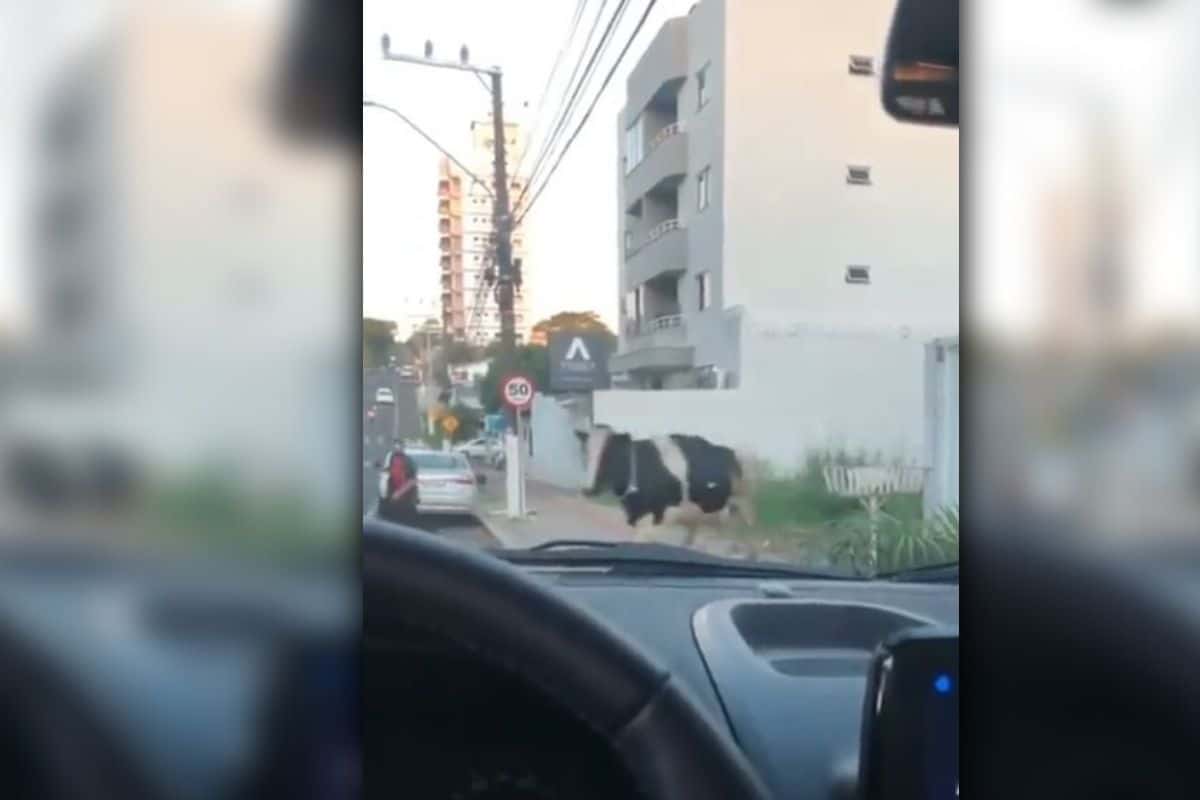 Video: Vaca sale de la nada en plena ciudad y atropella a motociclista