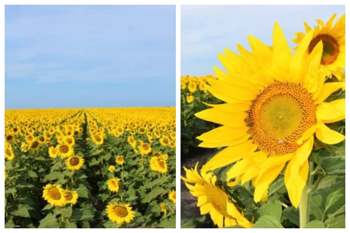 FOTOS Y VIDEOS: Llega para enamorar la temporada de Girasoles a Tamaulipas