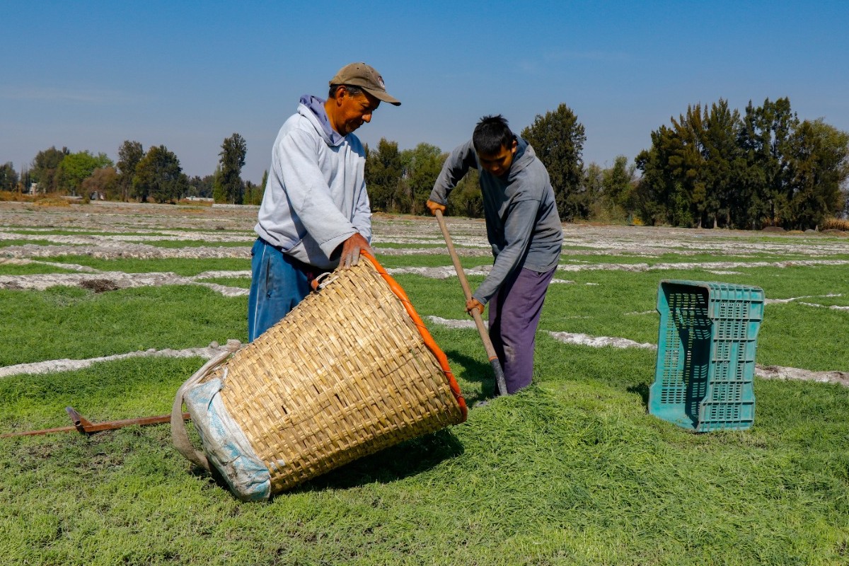 Productores siembran más de 4 mil toneladas de romeritos