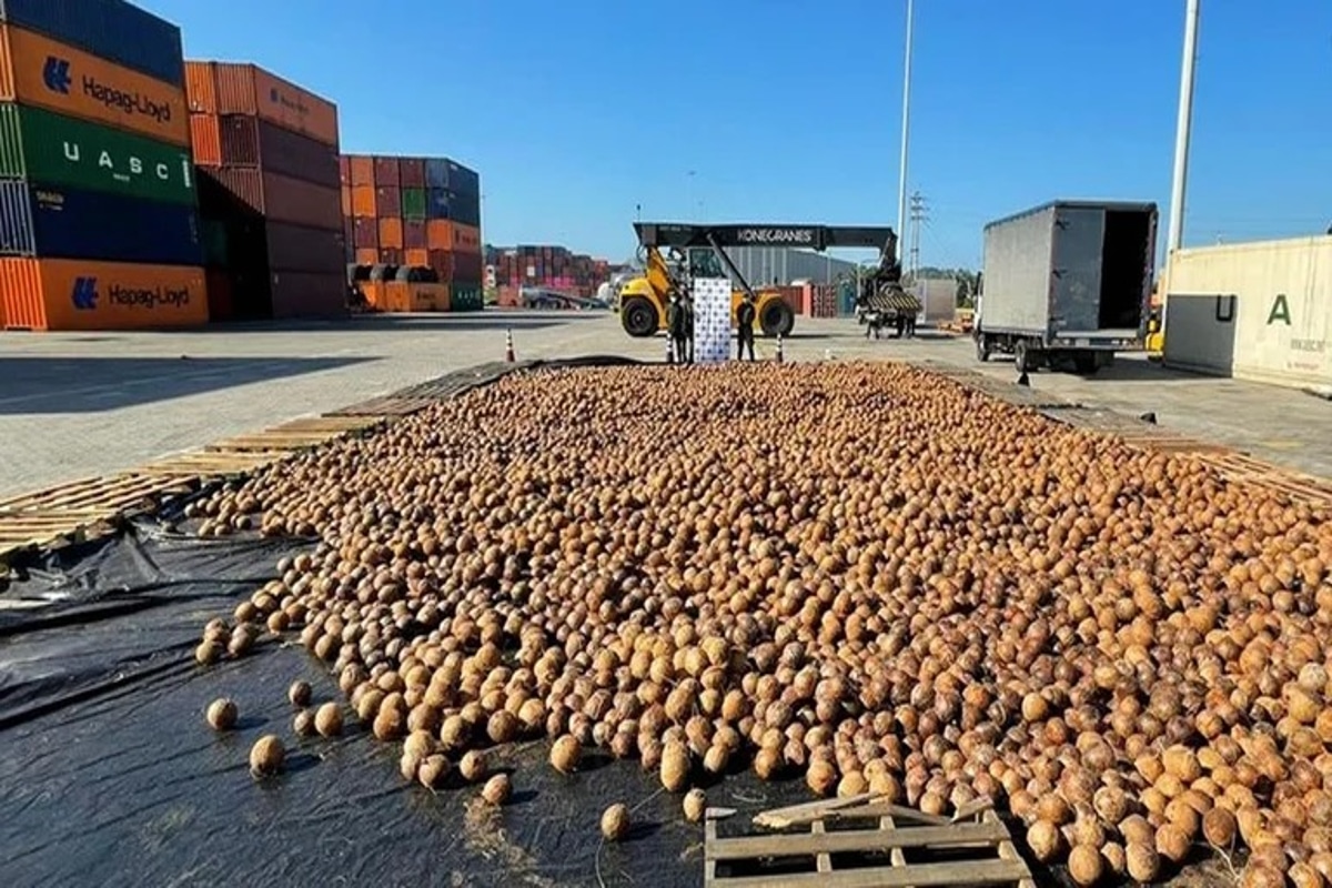 Foto: Fiscalía Colombia | El agua de los cocos fue remplazada con cocaína líquida.