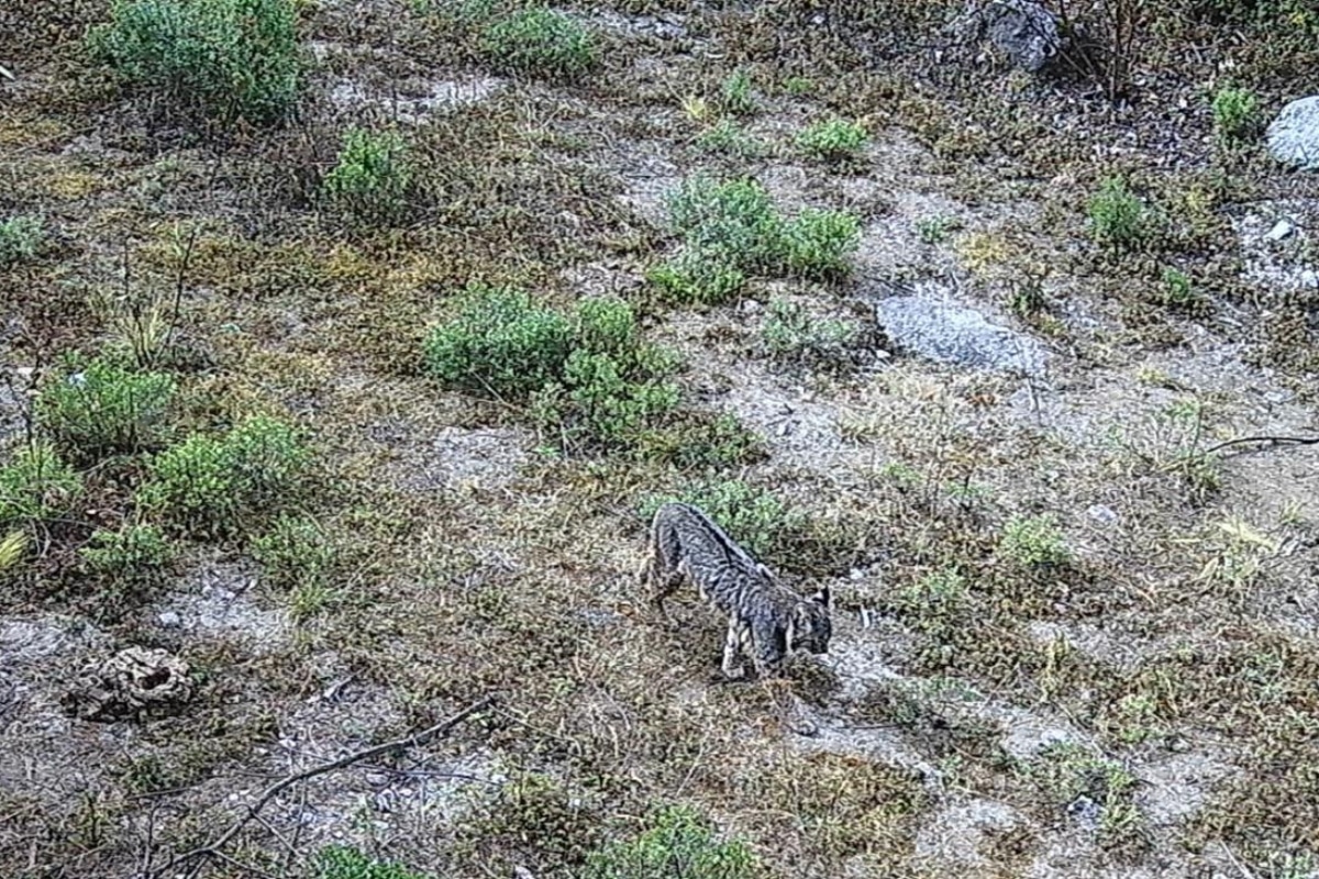 No hay leones, pero sí un lince en el Desierto! - 24 Horas