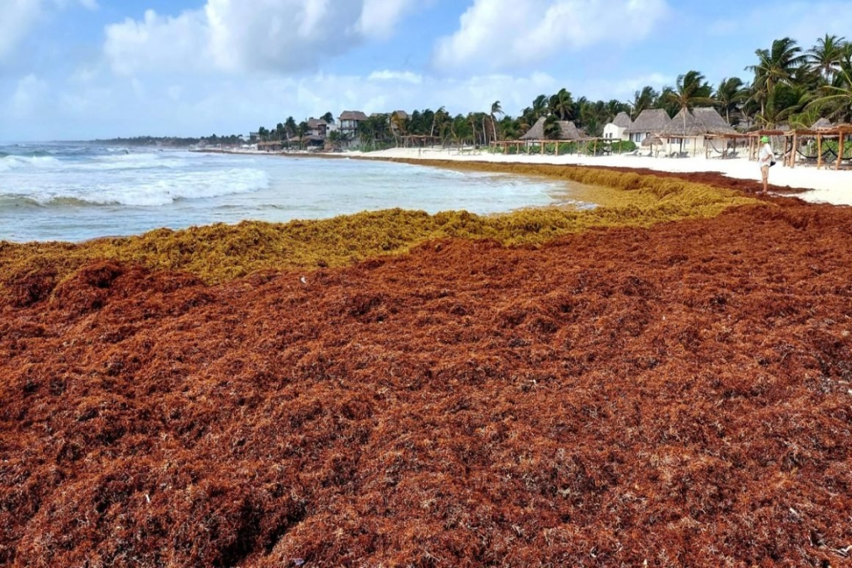 Crece 70 la mancha de sargazo en el Caribe 24 Horas