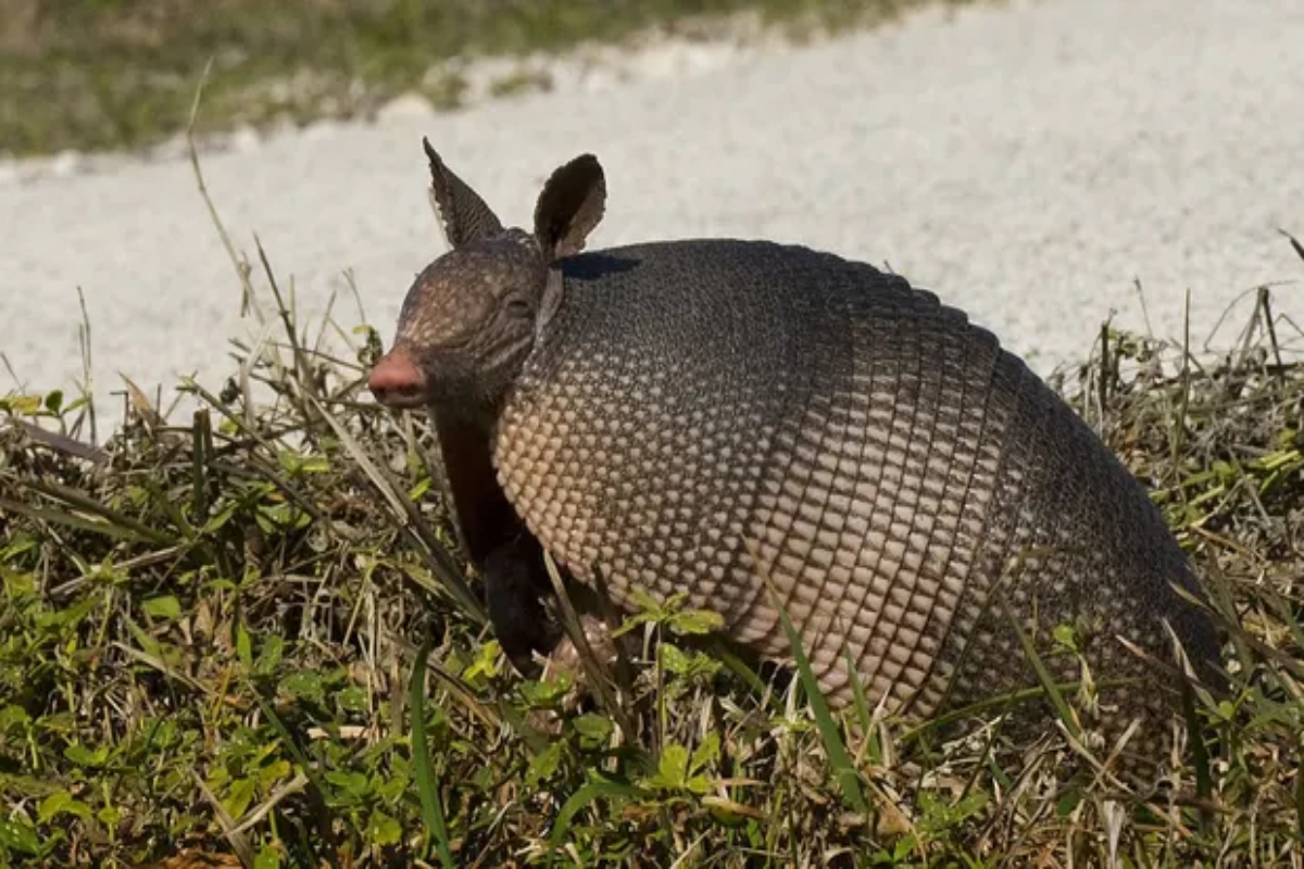 ARMADILLOS