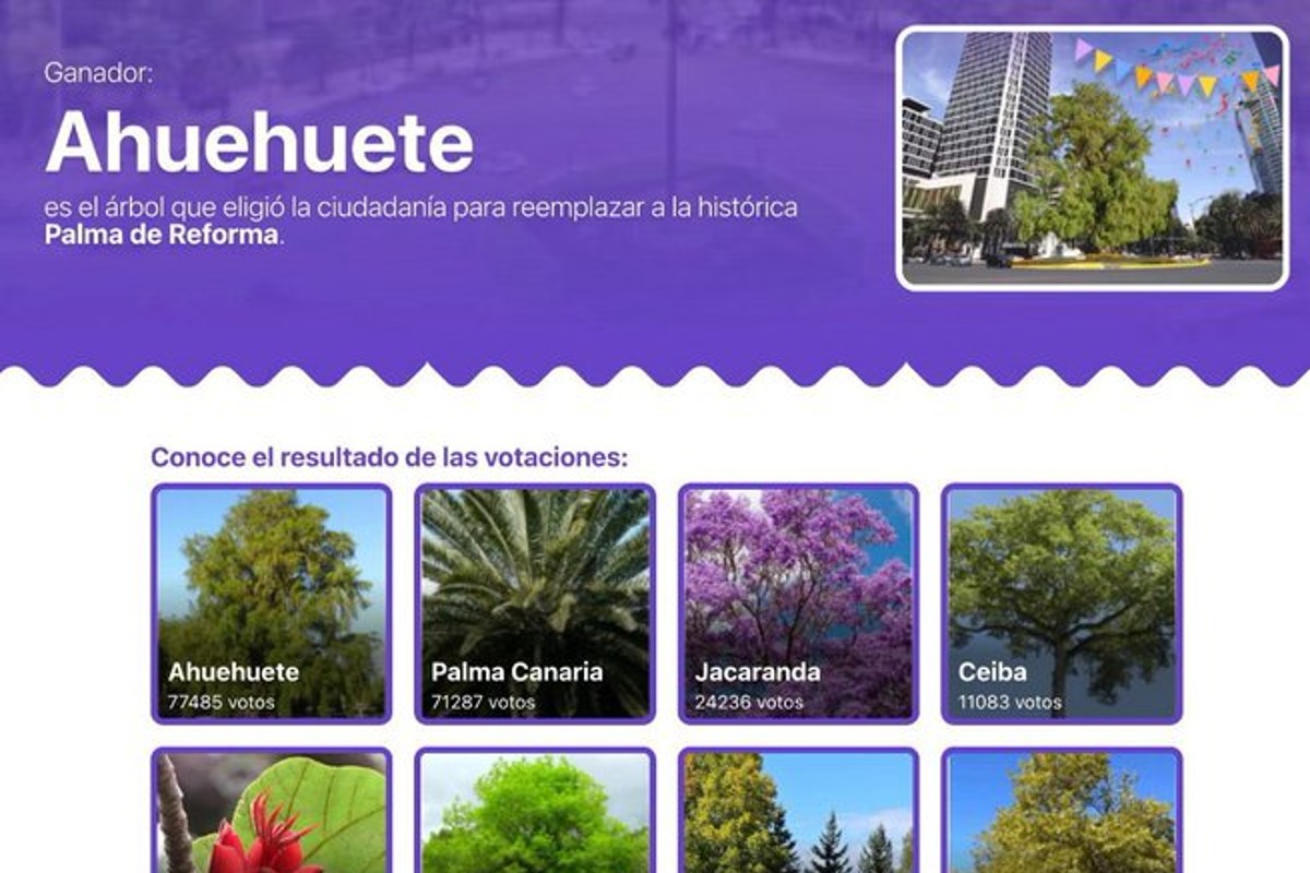 Gana Ahuehuete; ocupará el lugar de la Palmera de Paseo de la Reforma - 24  Horas