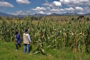 AGRICULTURA