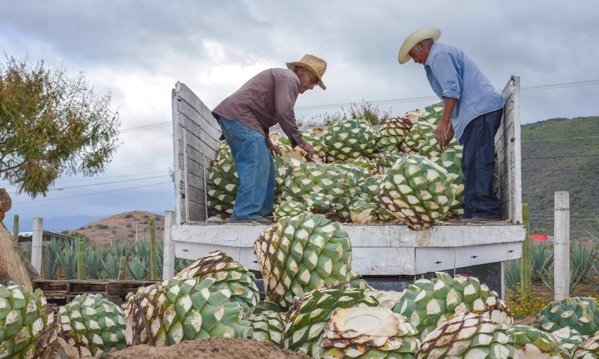 AGRICULTURA