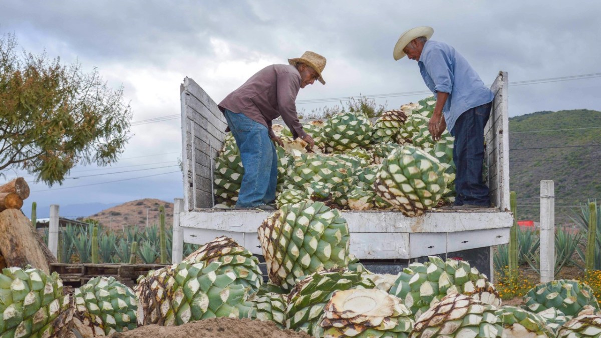 AGRICULTURA