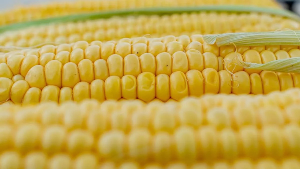 EU pide establecer un panel de resolución de controversias contra México por maíz transgénico