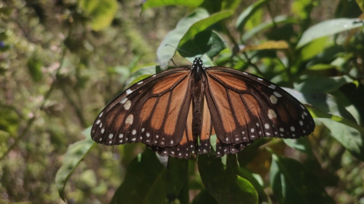 Parten Las Mariposas Monarca Inician Cuidados Del Santuario 24 Horas