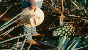 Como una extensión del Día Internacional de la Diversidad Biológica, en México, mayo es el mes de la Naturaleza Mexicana