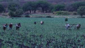 El Censo Agropecuario 2022 realizado por el INEGI luego de 15 años encontró que uno de cada tres productores del campo tiene más de 65 años, lo que resulta alarmante