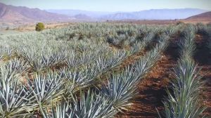 Se impulsan programas para el tratamiento y revalorización de residuos del Tequila.