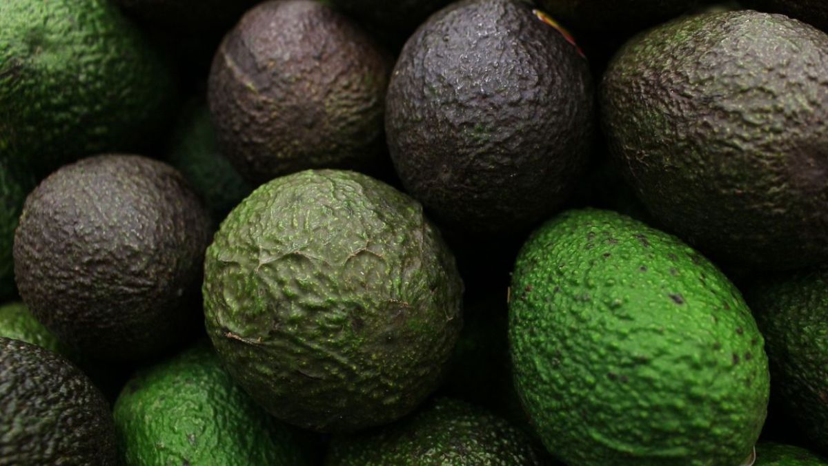 Los especialistas en sanidad vegetal aplicaron muestreos y confirmaron que las regiones aguacateras cumplen con las disposiciones fitosanitarias de las normas oficiales