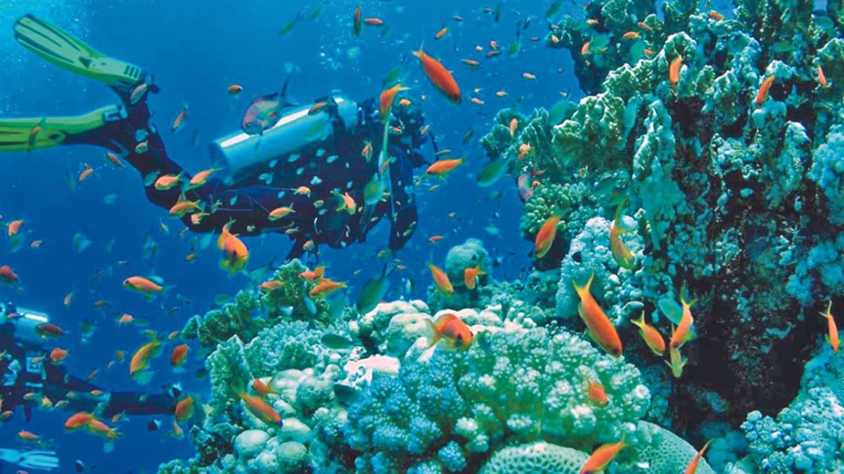 Las altas temperaturas que se registran en el mar Caribe por el cambio climático ocasiona que los arrecifes de coral mueran