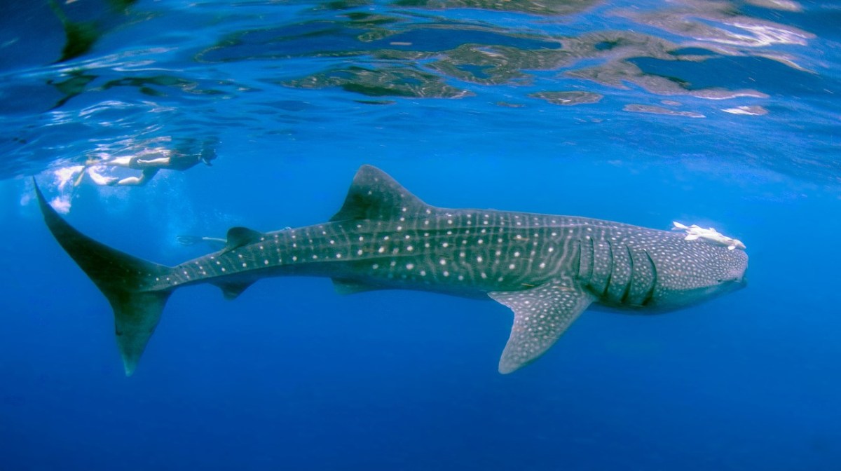 Imagen de un tiburón ballena